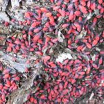 Hundreds of small jadera bugs huddle together side by side