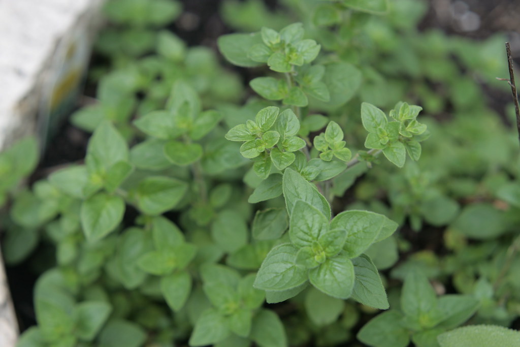 Spice Up Your Life: A Beginners Guide to Growing Oregano - UF/IFAS ...