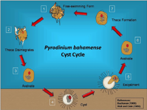 a diagram showing the life cycle stages of the Pyrodinium Bahamense plankton. The cycle starts with the full grown plankton, it turns into a small circular cyst on the seafloor, then eventually blooms back into a free swimming plankton.