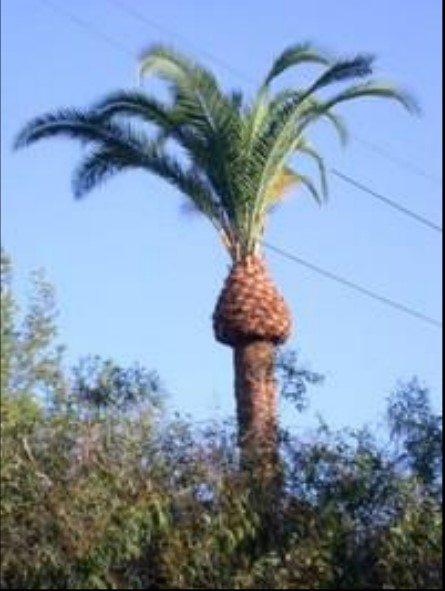 Preparing Palms For Hurricane Season In Central Florida - UF/IFAS ...