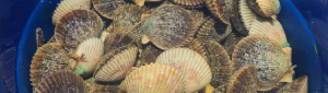 bay scallops in a bucket