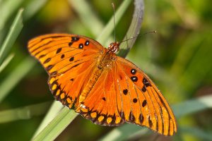 A adult butterfly with deep orange wings and small black markings dotted on the wings rests on a green leaf.