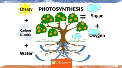 A graphic explaining the process of photosynthesis