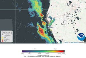 Map of the west coast of Florida showing high concentrations of Karenia brevis in the Gulf of Mexico off the coast of Pinellas County 