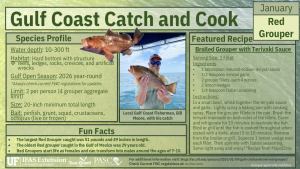 infographic summarizing the information about gag grouper and recipe from this page 