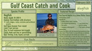 infographic summarizing the information about Hogfish and the recipe from this page 