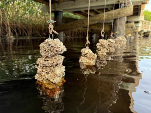 Multiple VOGs hanging from a dock in the water. Barnacles can be seen encrusting the VOGs