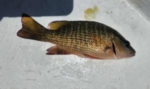 a mangrove snapper laying on a white boat floor
