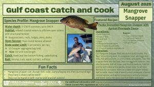 Infographic summarizing the information about the Mangrove Snapper and recipe from this page
