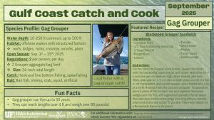 infographic summarizing the information about the gag grouper and recipe from this page 