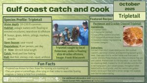infographic summarizing the information about the tripletail and recipe from this page 