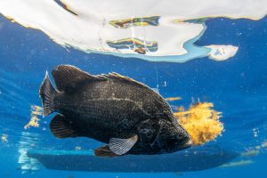 Underwater photo of a Dark black colored tripletail swimming in deep blue water with yellow sargassum grass floating nearby. A boat can be seen floating in the background. 