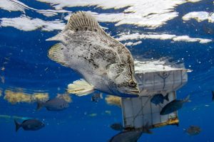 Underwater photo of a juvenile tripletail showing light grey to yellow color with dark mottling. its swimming in deep blue water with yellow sargassum grass floating nearby and a floating container with other fish in the background