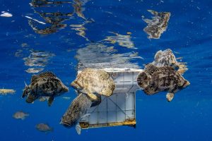 Underwater photo of a group of five tripletail swimming in deep blue water. A container can be seen floating in the background. 