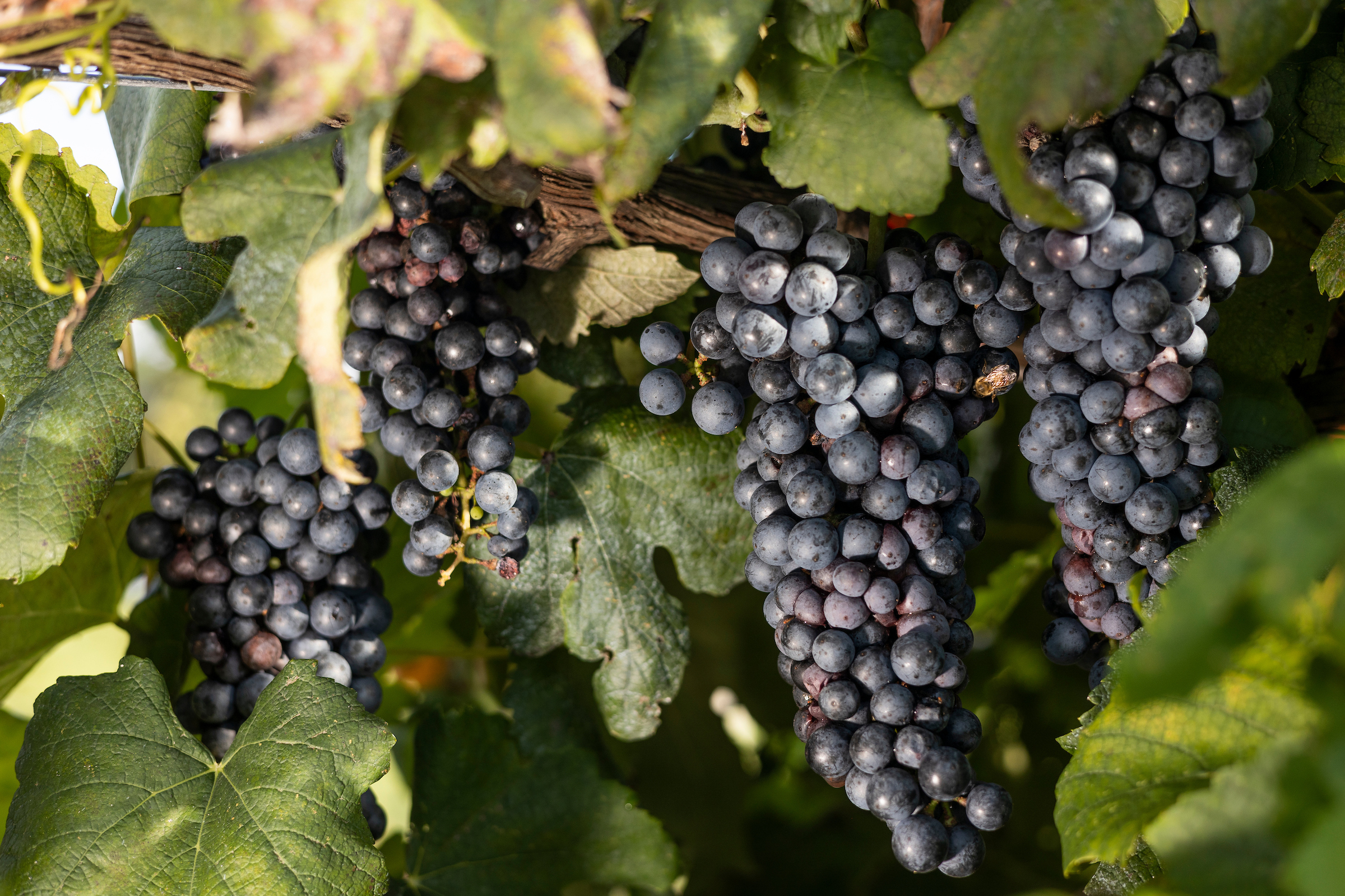 Ripe European grapes hang from a vine.