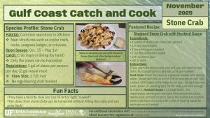 infographic summarizing the information about the stone crab and recipe from this page 