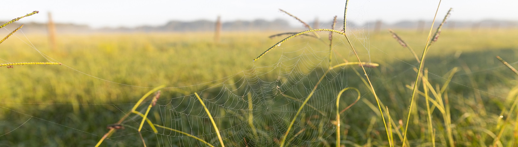 Chinch Bugs or Cold Damage?