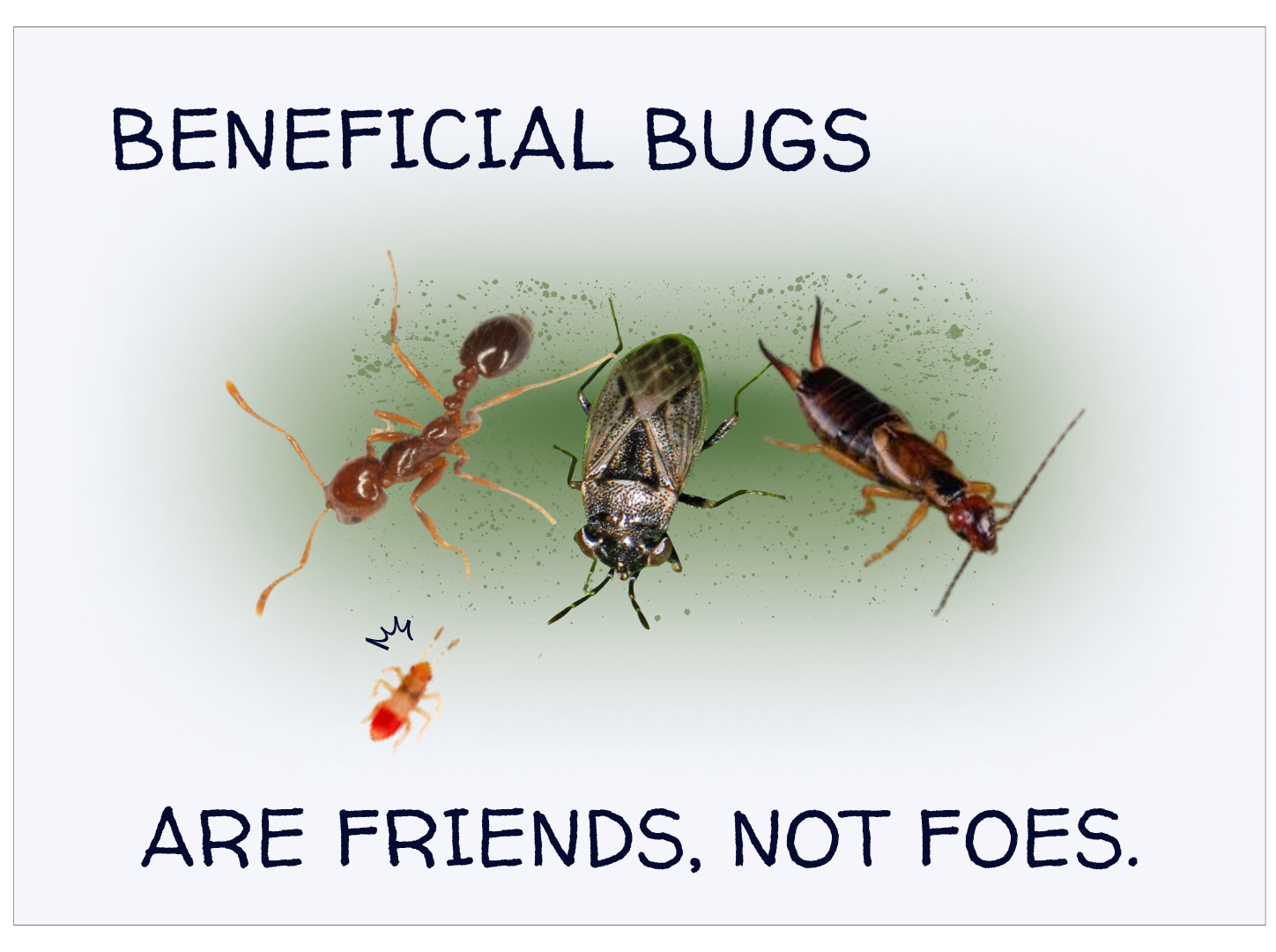 From left to right: a red ant, a big-eyed brown bug, and an earwig arranged side by side as a group and positioned toward a small orange chinch bug nymph in a threatening way.