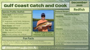 Infographic summarizing the information about the redfish and recipe from this page