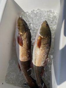 Two redfish laying in a cooler.