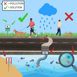 A cartoon image showing a person leaving pet waste on the ground with it flowing into the water as a pollution source shown with a red X. Another person is shown picking up pet waste and throwing it away as a solution shown by a green check mark. 