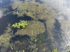 grass floating in a water body
