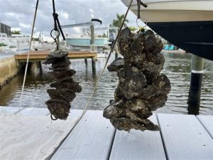 two vertical oyster gardens one freshly installed and one after a year of growth 
