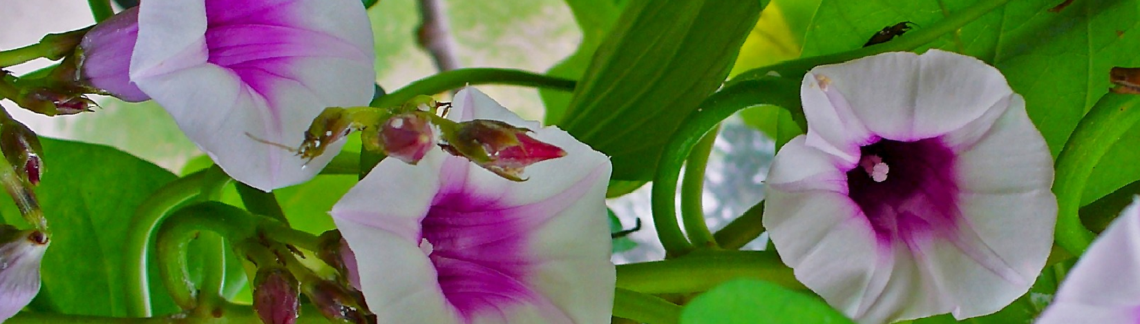 sweet potato blooms