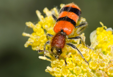 An orange-and-black striped checkered beetle foraging on yellow flowers