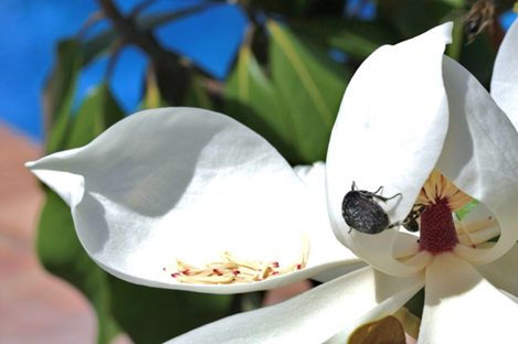 A small black beetle on one petal of a white magnolia flower