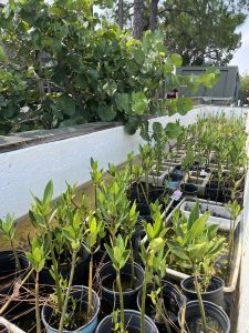 mangrove propagules growing in pots 