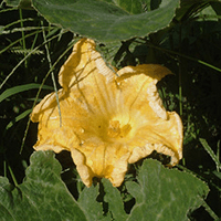Open, large, yellow blossom surrounded by green leaves