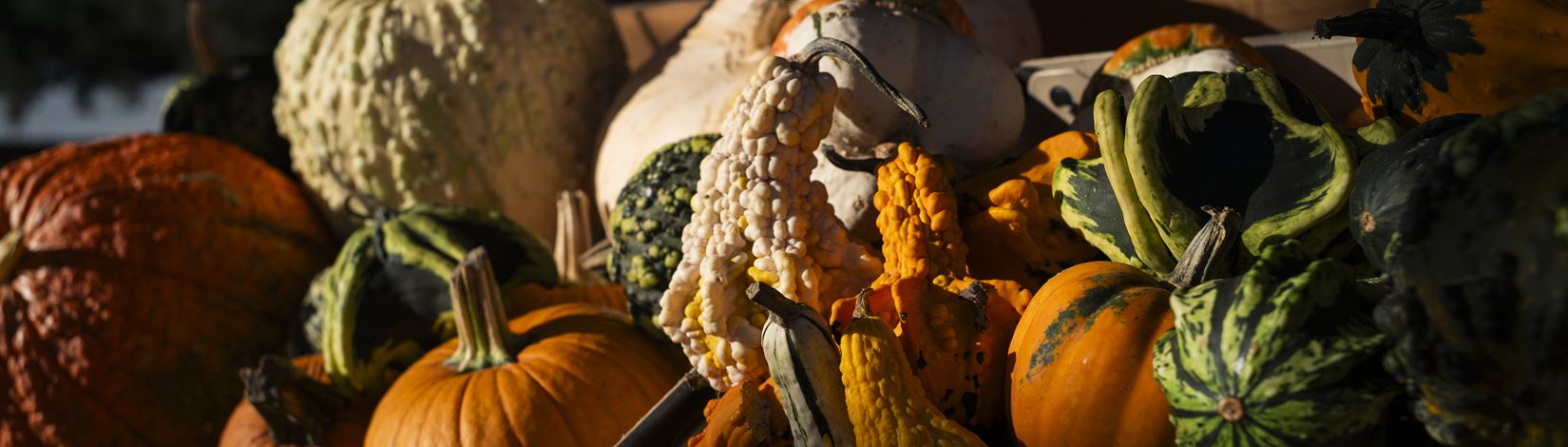 an arrangement of pumpkins and gourds