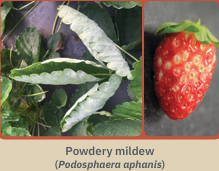 Images of powdery mildew affecting strawberry leaves and fruit