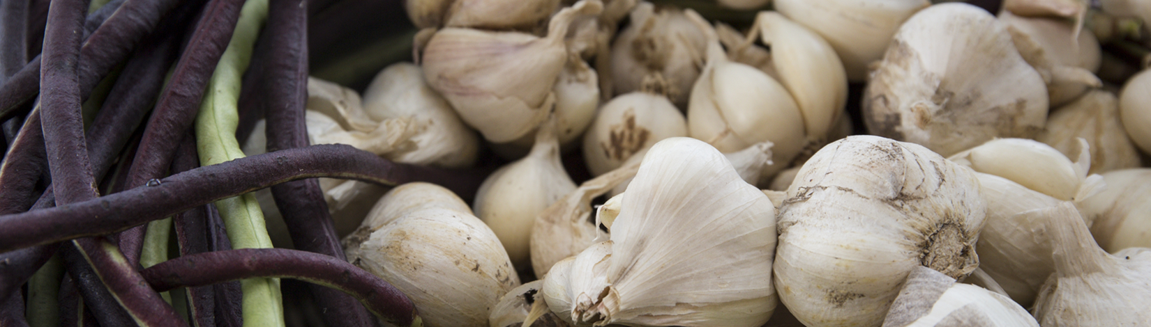 Growing Garlic in Florida