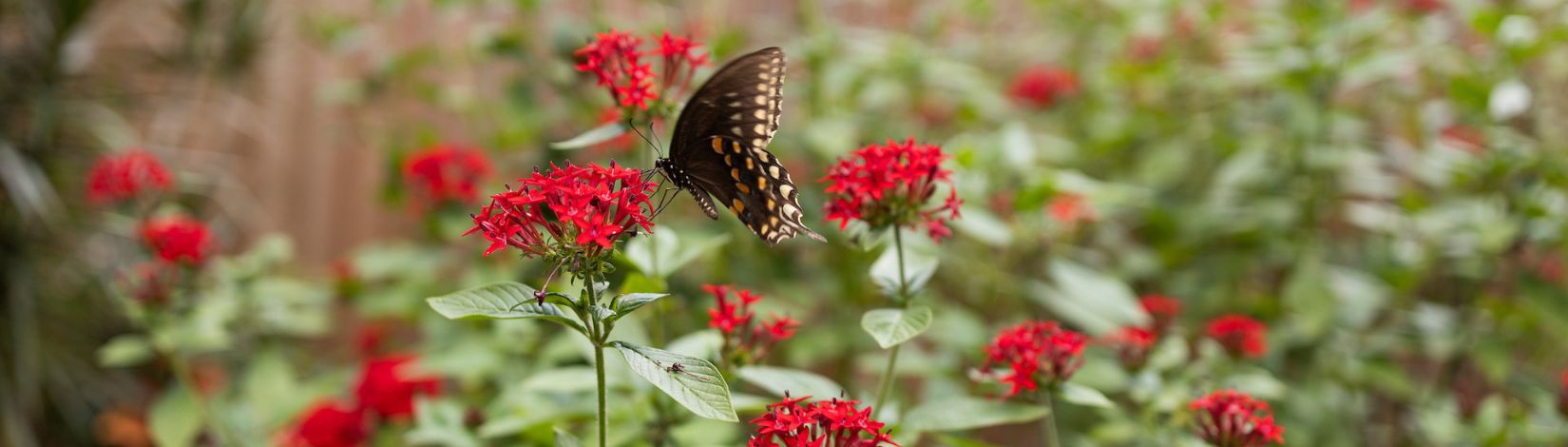 A butterfly on a flower.
