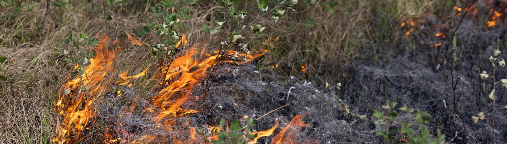 Fire burning underbrush during a controlled burn at Ordway Swisher Biological Station.