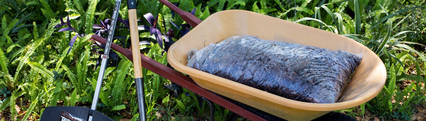 Mulching around a plant.