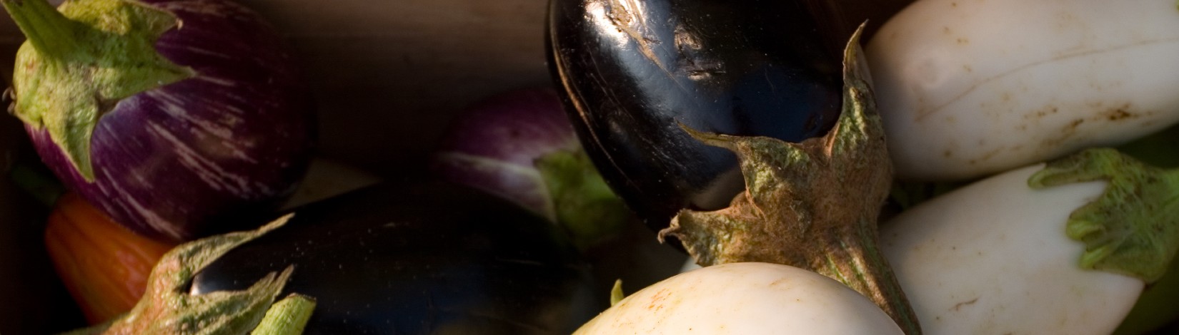 A variety of eggplants on display for sale at the Downtown Farmer's Market in Gainesville, Florida.