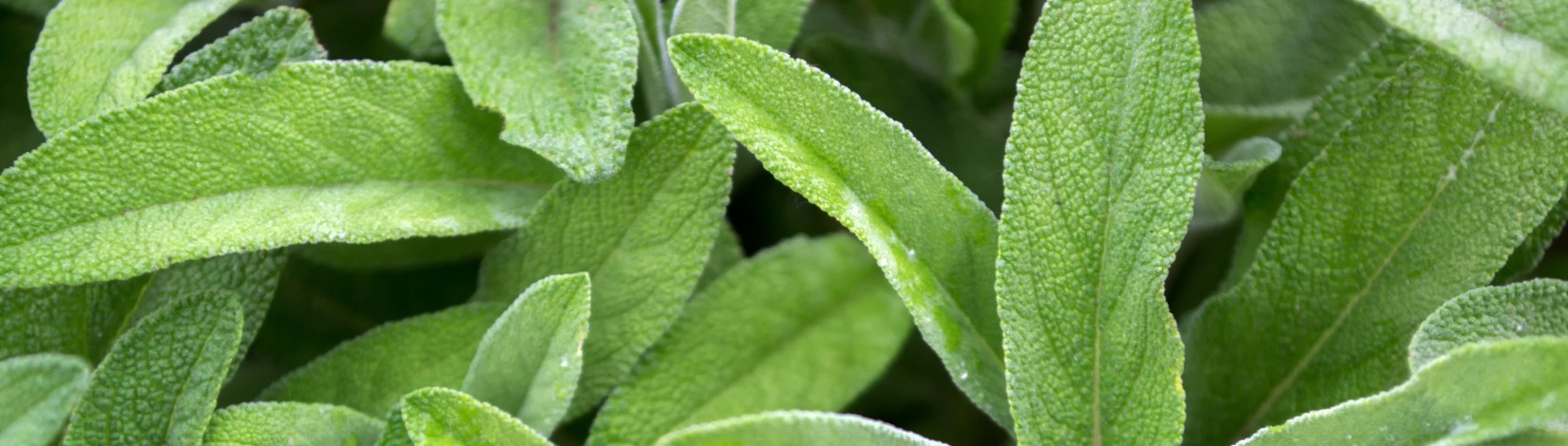 Salvia officinalis with green leaves is a big bush. Back of the leaves of the sage. Salvia officinalis.