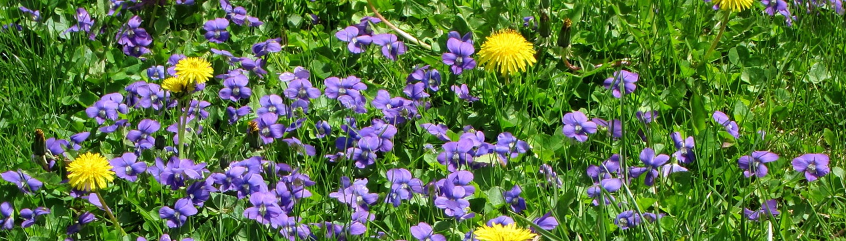 A field of purple and yellow flowers and green leaves.