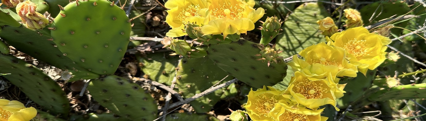 a low growing green prickly pear cactus in bloom, showing off large yellow flowers