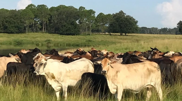 Beef Quality Assurance (BQA)-What’s the Big Deal?