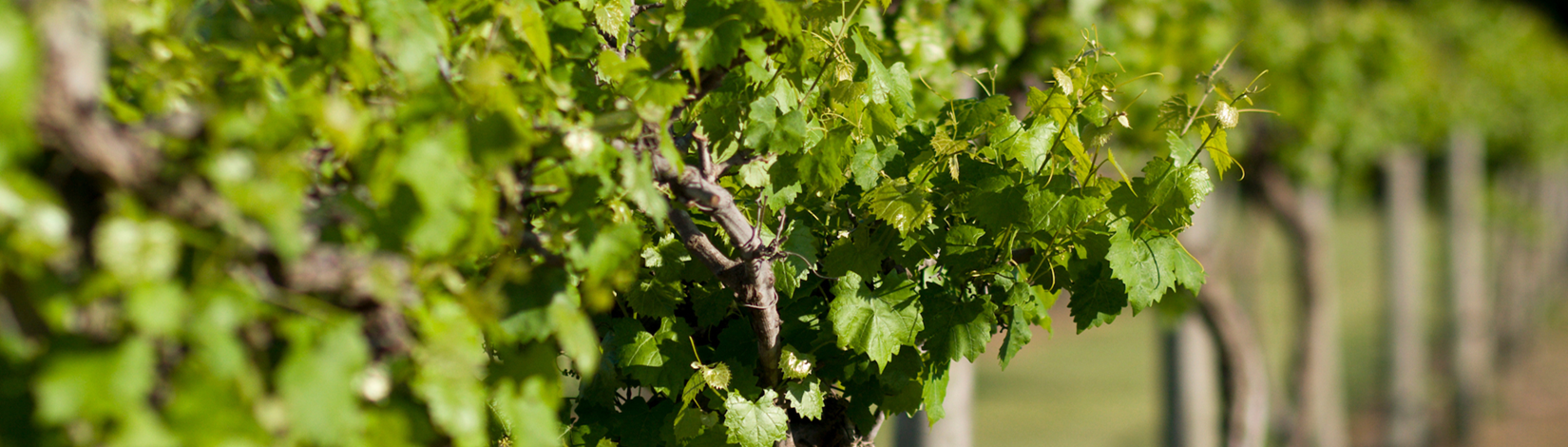 UF News: Natives & Wine in Florida