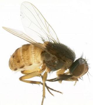 New Featured Creatures - the Pepper Fruit Fly, Atherigona orientalis by ...