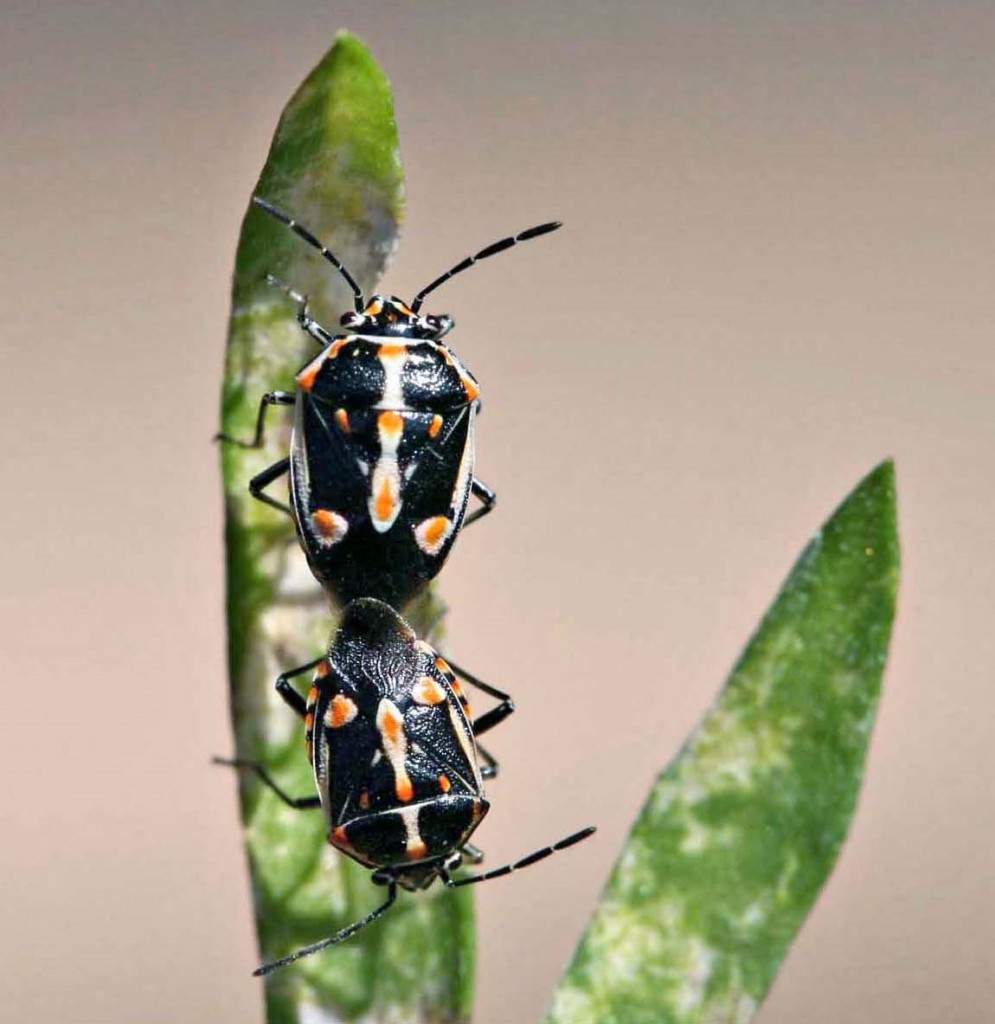 Florida Bagrada Bug Regulations - UF/IFAS Pest Alert