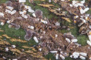 Unaspis_citri01-300x198