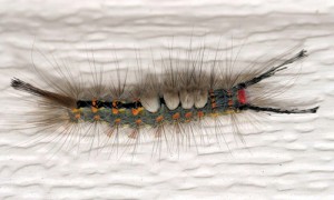 tussock_moths01