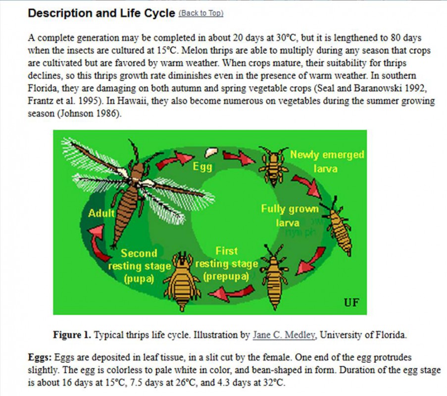Melon Thrips UF/IFAS Pest Alert