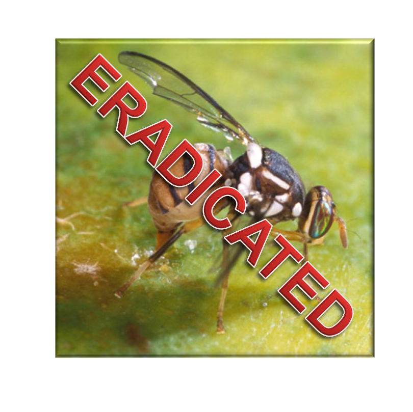 eradication-declared-for-oriental-fruit-fly-uf-ifas-pest-alert